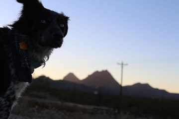 sunset dog