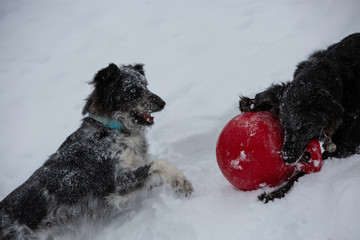 dog in the snow