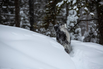 dog in the snow