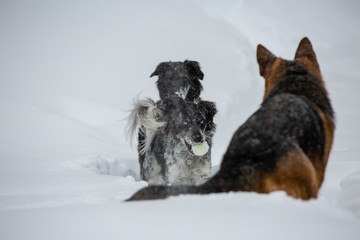 dog in the snow