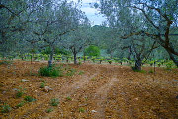 Old wine grape plants in rows in vineyard and olive tree grove in spring
