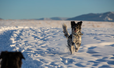dog in the snow