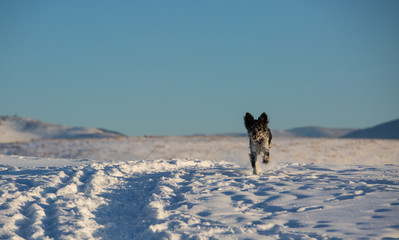 dog in the snow