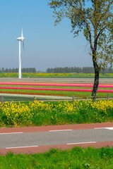 Naklejka premium Landscape with blossoming tulip fields, mills, bicycle path and highway, Dutch lifestyle
