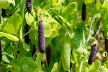 Ripe english garden peas plant, pea pod Blauwschokkers, close up