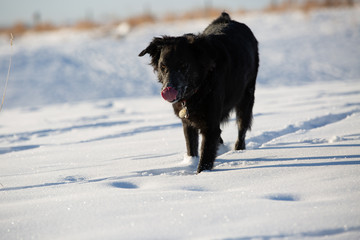 dog in the snow