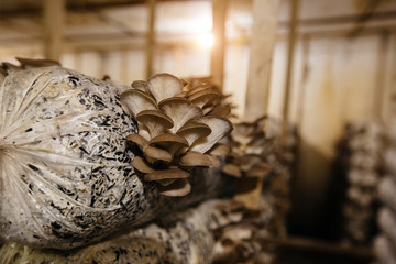 Remains of demolished old industrial building. Pile of stones, bricks and debris