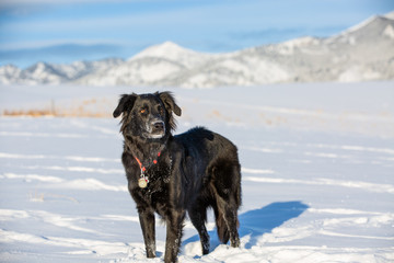 dog in the snow