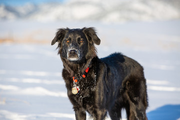 dog in the snow