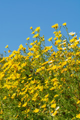 Spring colorful floral background with wild yellow flowers and blue sky