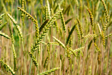 Ripe golden wheat spikes on farm field