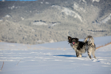 dog in the snow