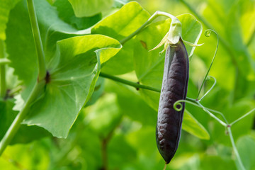 Ripe english garden peas plant, pea pod Blauwschokkers, close up