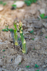 Ripe organic green asparagus growing on farmers field ready to harvest