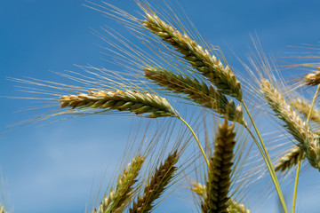 Ripe golden rye spikes on farm field
