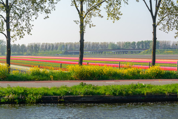 Landscape with blossoming tulip fields, mills, bicycle path and highway, Dutch lifestyle