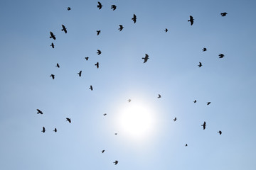 Silhouette of a flock of blackbird flying through a surreal even
