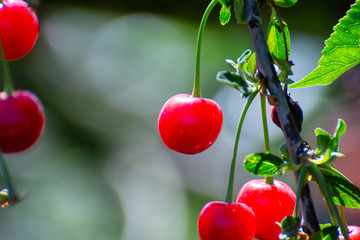 New harvest of Prunus cerasus sour cherry, tart cherry, or dwarf cherry in sunny garden