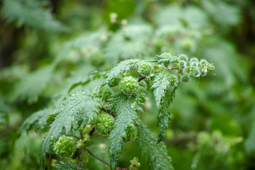 Urtica pilulifera or Roman nettle green plant flowering with small balls in spring season