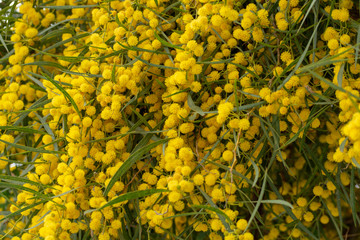 Spring blossom of yellow Acacia dealbata or mimosa tree in Greece