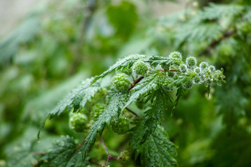 Urtica pilulifera or Roman nettle green plant flowering with small balls in spring season