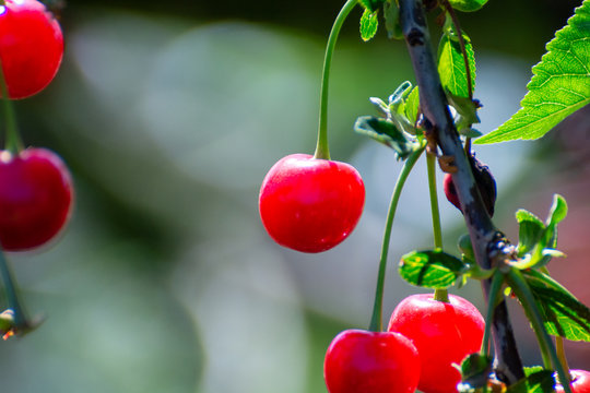 New harvest of Prunus cerasus sour cherry, tart cherry, or dwarf cherry in sunny garden