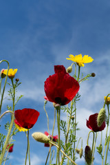 Fototapeta premium Spring colorful floral background with wild and red poppy flowers view up to the sky