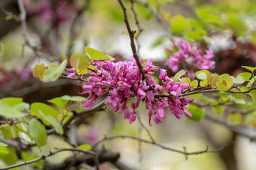 Spring pink blossom of judas tree Cercis siliquastrum close up
