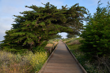 cypress tree covers wooden pathway