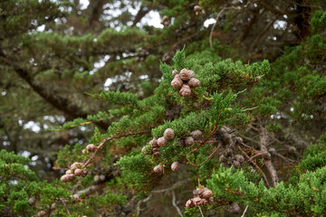 Young pine cones in a Monterey Cypress tree on the california coast