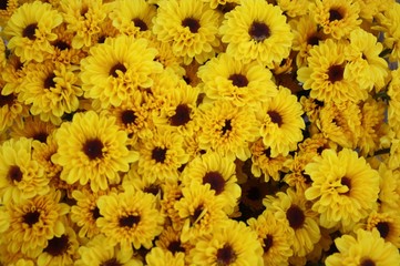 field of yellow flowers