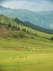 Fototapeta na wymiar Mountain nature landscape with grassy green meadows and grazing cattle and horses