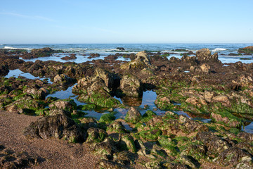 view of the california coastline with sea otters sunbathing on the rocks