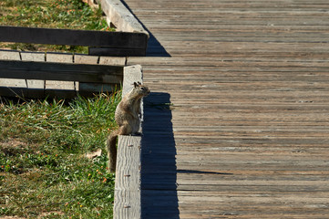 brown squirrel on wooden boardwalk at the beach