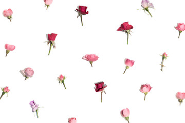 Roses. Floral flat lay composition made of fresh red and pink  roses on white.
