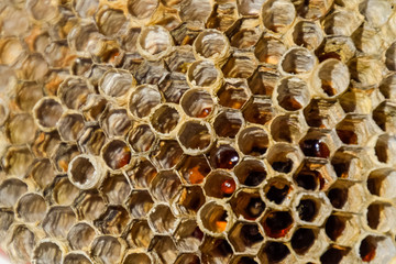 The nest is aspen, polist. The aspen nest at the end of the bree