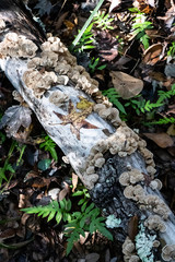 The Beautiful and Complex Forest Floor Ecosystems