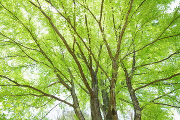 Fototapeta premium 新緑のカツラの木