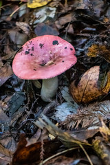 The Beautiful and Complex Forest Floor Ecosystems
