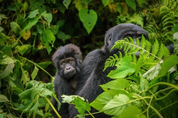 A cute infant mountain gorilla's face as it rides on its mother's back.