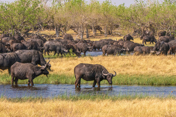 Naklejka na ściany i meble Focus on the front buffalo, as a large herd of African or Cape buffalo (Syncerus caffer) drink water from a small river in Botswana.