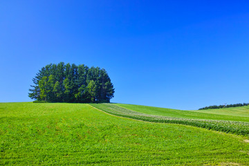 初夏の北海道、美瑛町にあるマイルドセブンの木 © 7maru