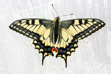 beautiful yellow swallowtail butterfly sitting on a white curtain