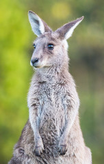 Naklejka na ściany i meble Young kangaroo looking away from camera