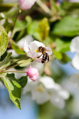 joyful bee found sweet nectar