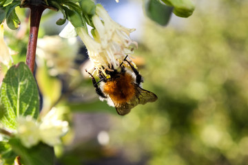 fat bumblebee drinks nectar from a young flower