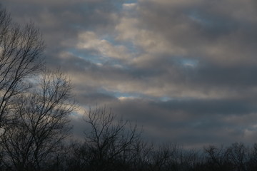Fototapeta na wymiar December twilight, trees and sky