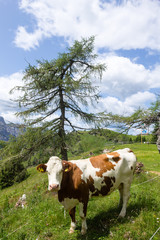 Fototapeta na wymiar Mountain landscape with cow in foreground, Italian alps