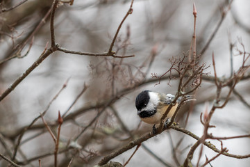 Black-capped chickadee perched in branches