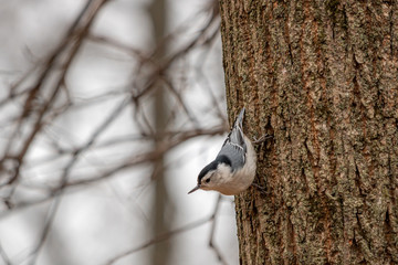 White-breasted nuthatch perched on a tree